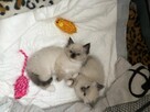 Kotki rasa Ragdoll - 3