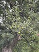 Sprzedam siedlisko 1,2 ha w okolicach Płocka - 6