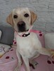 Sprzedam labladora retriever biszkoptowa - 5