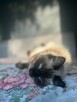 Ragdoll kotka dorosła