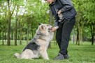 Ramona-starsza cudowna towarzyska suczka do adopcji - 2