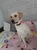 Sprzedam labladora retriever biszkoptowa - 3