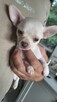 ***Lucky***Malutki jaśniutki chłopiec chihuahua xs - 9
