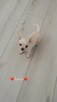 ***Lucky***Malutki jaśniutki chłopiec chihuahua xs