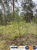 Działka w lesie 2064 m² - letniskowa i całoroczna - 3