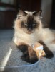 Ragdoll kotka dorosła - 3