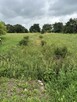 Sprzedam siedlisko 1,2 ha w okolicach Płocka - 5