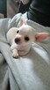 ***Lucky***Malutki jaśniutki chłopiec chihuahua xs - 5