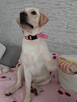 Sprzedam labladora retriever biszkoptowa - 2