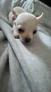 ***Lucky***Malutki jaśniutki chłopiec chihuahua xs - 7