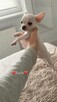 ***Lucky***Malutki jaśniutki chłopiec chihuahua xs - 2