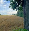 Na sprzedaż 4 działki budowlane ! - 8
