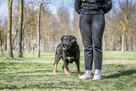Sycyn-delikatny psiak czeka na cierpliwy i stabilny dom - 4