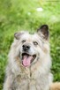 Ramona-starsza cudowna towarzyska suczka do adopcji