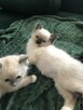 Kotki rasa Ragdoll - 6