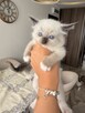 Kotki rasa Ragdoll - 4
