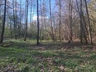 Las ze źródłami okolice Szpilówki - 13