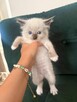 Kotki rasa Ragdoll - 5