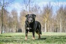 Sycyn-delikatny psiak czeka na cierpliwy i stabilny dom - 2