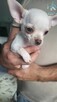 ***Lucky***Malutki jaśniutki chłopiec chihuahua xs - 4