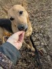 Alarm!!Floyd kochany piesek w sile wieku czeka na dom Tomary - 3