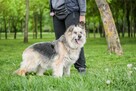 Ramona-starsza cudowna towarzyska suczka do adopcji - 7
