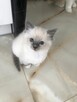 Kotki rasa Ragdoll - 2