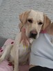 Sprzedam labladora retriever biszkoptowa - 4
