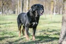 Sycyn-delikatny psiak czeka na cierpliwy i stabilny dom - 5
