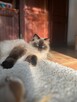 Ragdoll kotka dorosła - 4