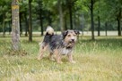 Toffik-kudłaty, mały, młody pies do adopcji
