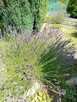 Dzialka ROD - 12
