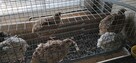 Przepiórki faraon 2026 - kurki i kogutki