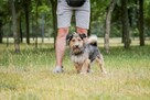 Toffik-kudłaty, mały, młody pies do adopcji - 4