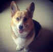 Uroczy szczeniak corgi