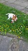 Oddam suczke Jack russel terrier w dobre ręce. - 4