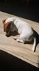 Oddam suczke Jack russel terrier w dobre ręce. - 5