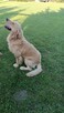 Golden retriever 15 miesięczny - 2