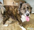 ERWIN - piękny psiak w typie border collie szuka domu