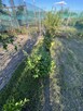 Ogródek działkowy 252 m2 + media, Wrocław ul. Wojanowska - 13
