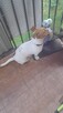 Oddam suczke Jack russel terrier w dobre ręce. - 3