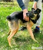 ATOS - od 5 lat czeka na ten jedyny dom, ADOPTUJ - 3