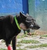 Lila - 2