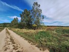 Działka przy lesie 26 arów w Racławiu gm.Bogdaniec - 4
