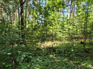 Działka rekreacyjna Grzymek gm. Żabia Wola, - 5