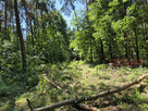 Działka rekreacyjna Grzymek gm. Żabia Wola, - 15