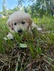 Szczeniaki golden retriever - 6