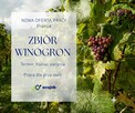 Winobranie - praca sezonowa we Francji | Bezpłatne zakwatero
