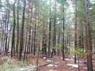 1/4 udziału w działce leśnej w Bóbrce - 1