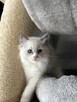 Koty Ragdoll - 2